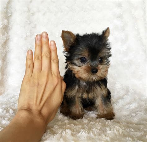 teacup yorkie puppies for sale in tn|miniature toy yorkies for sale.